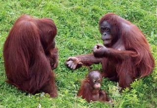 Obrázek z Pohlednice 3D 16cm - orangutani 